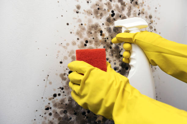 Best Mold Cleaning Services  in Richland, GA